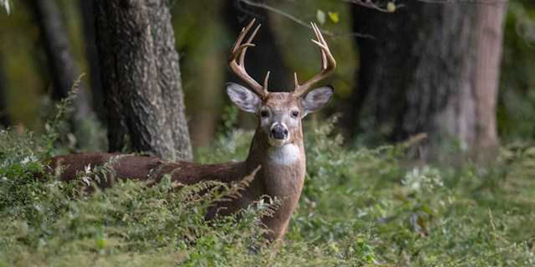 A view of a deer standing in a forest