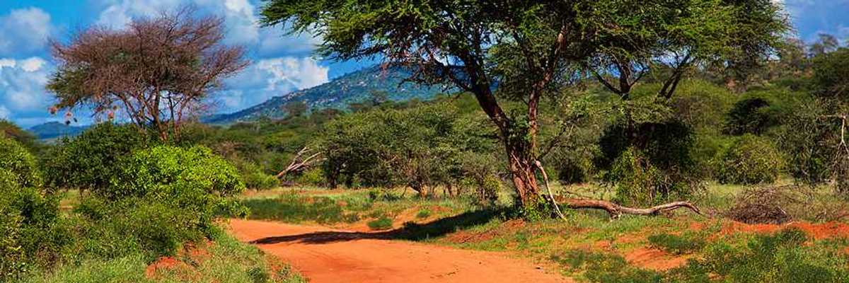 A view of a dirt road stretching into a green environment with a blue sky in the background
