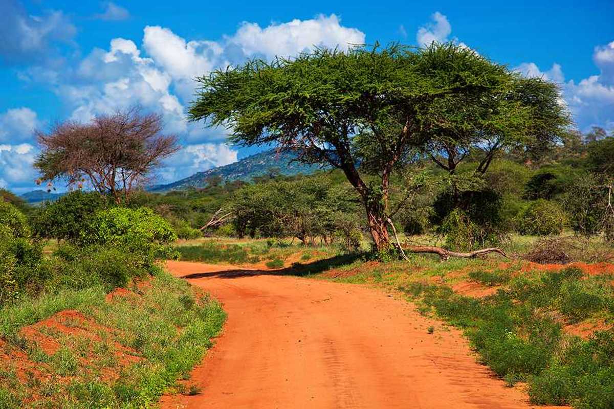 A view of a dirt road stretching into a green environment with a blue sky in the background