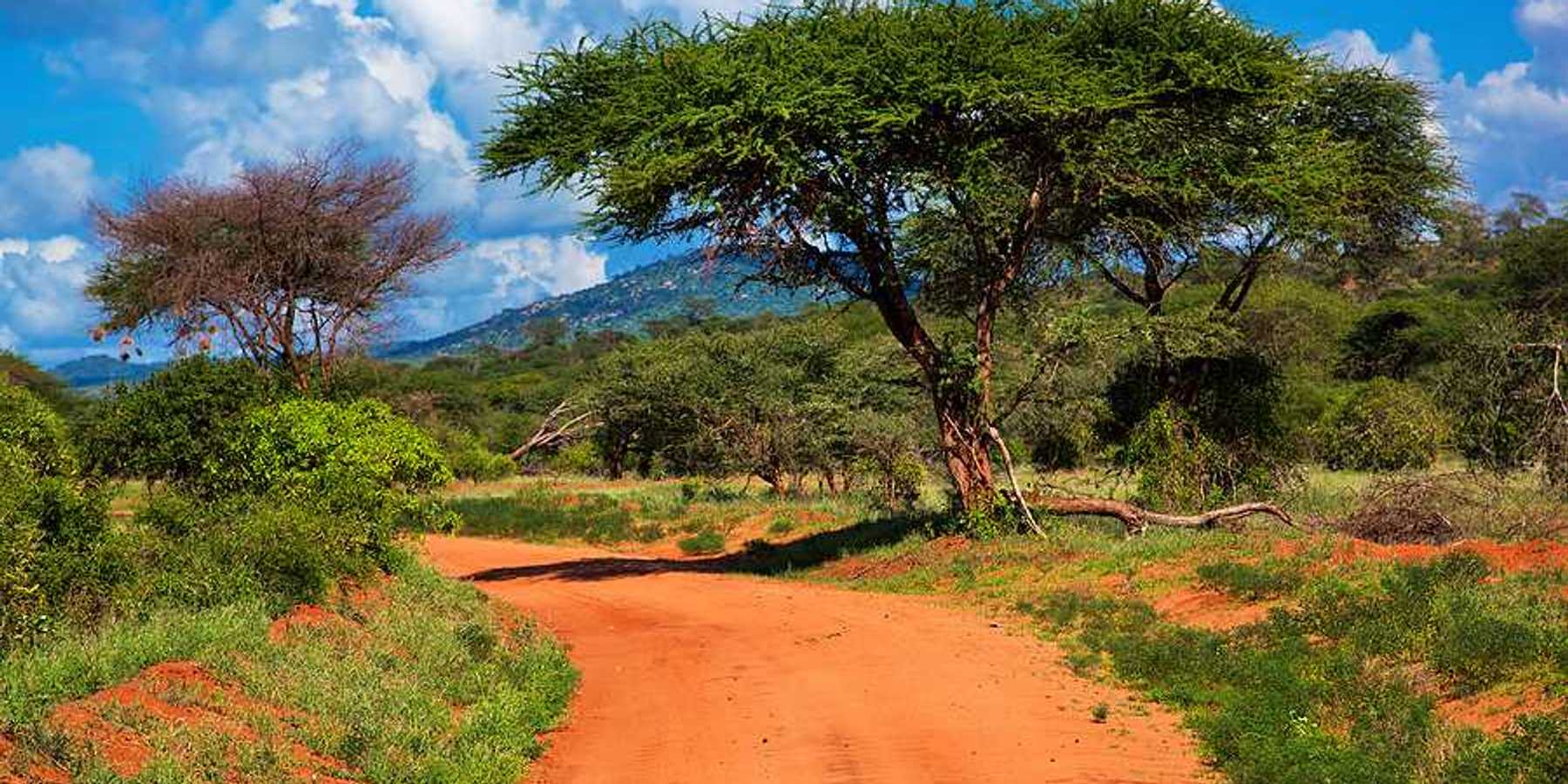 A view of a dirt road stretching into a green environment with a blue sky in the background