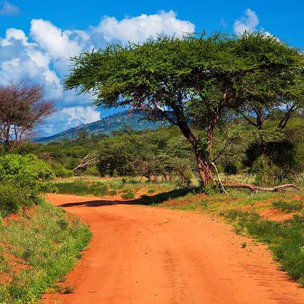 A view of a dirt road stretching into a green environment with a blue sky in the background
