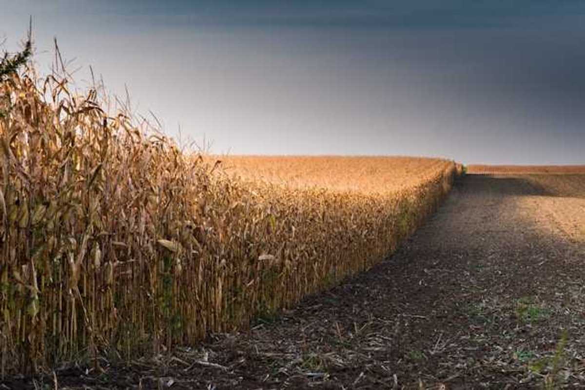 A view of a dry corn field