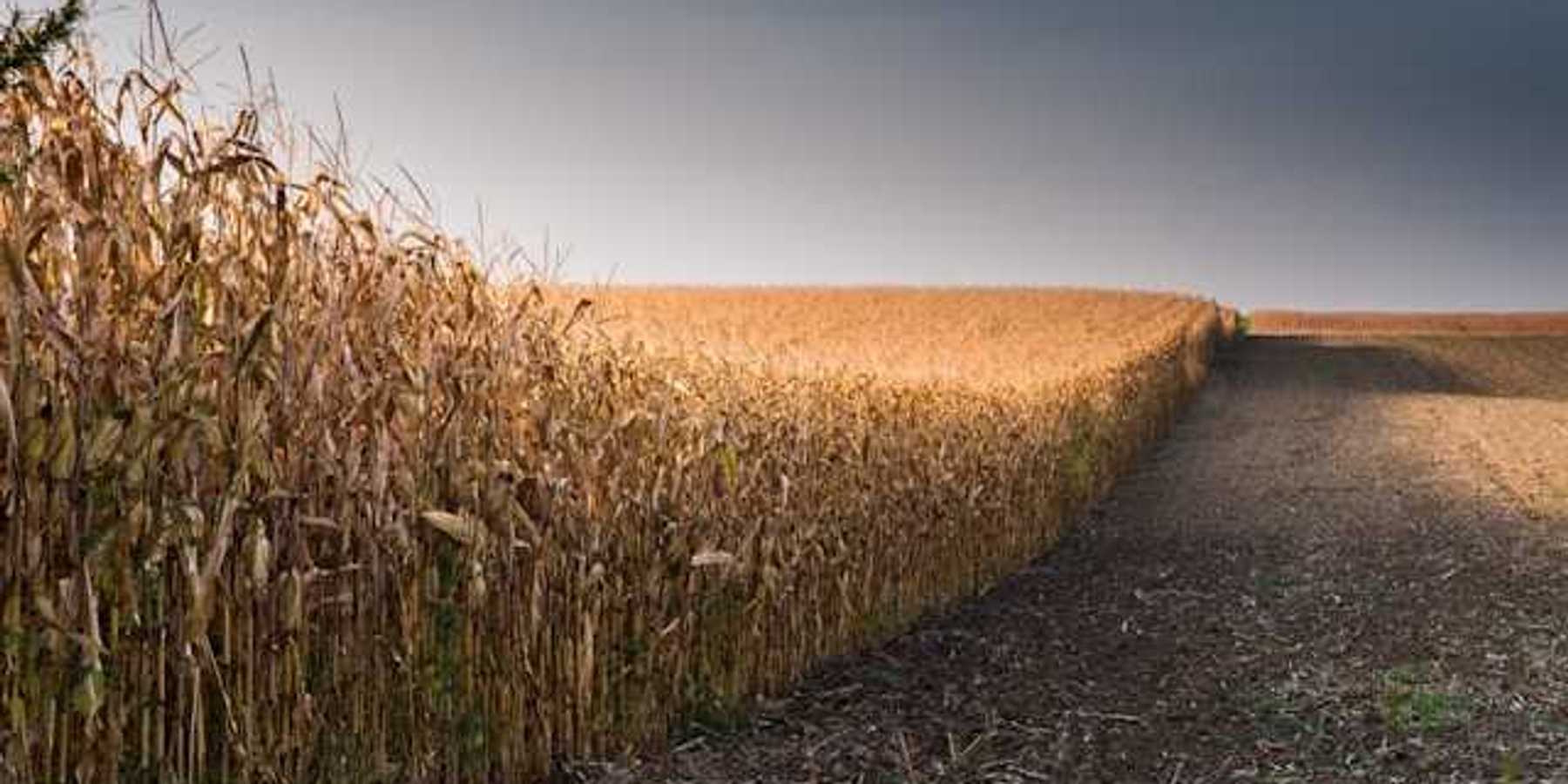 A view of a dry corn field