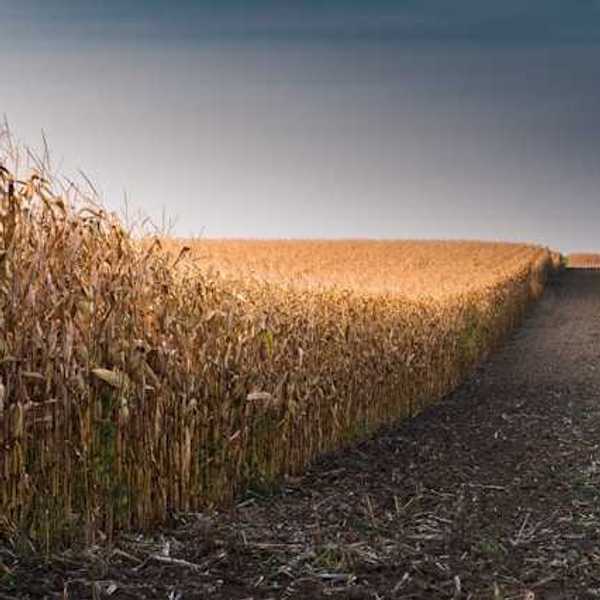 A view of a dry corn field