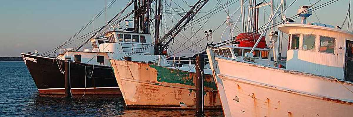 A view of a fleet of fishing boats at a dock