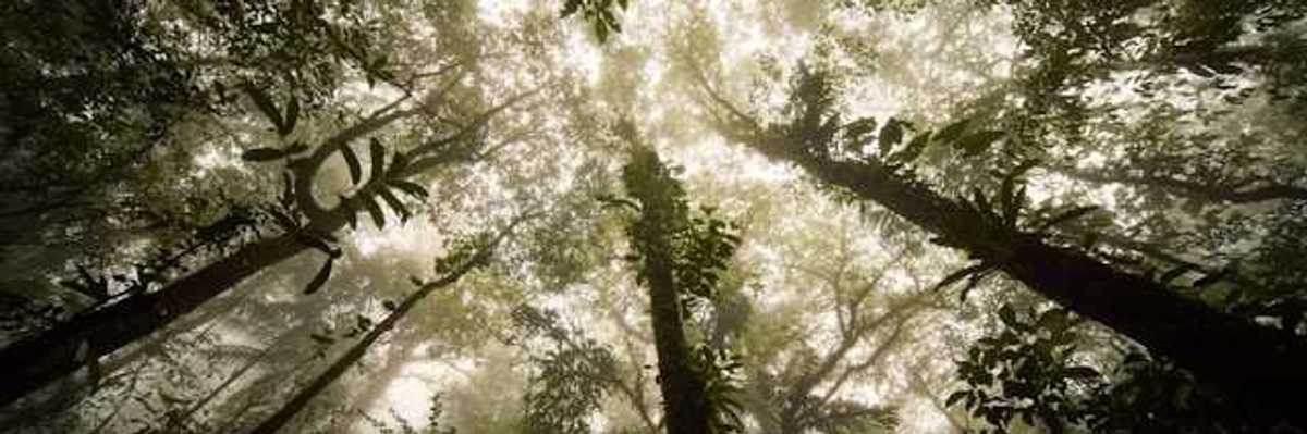 A view of a forest looking up from beneath