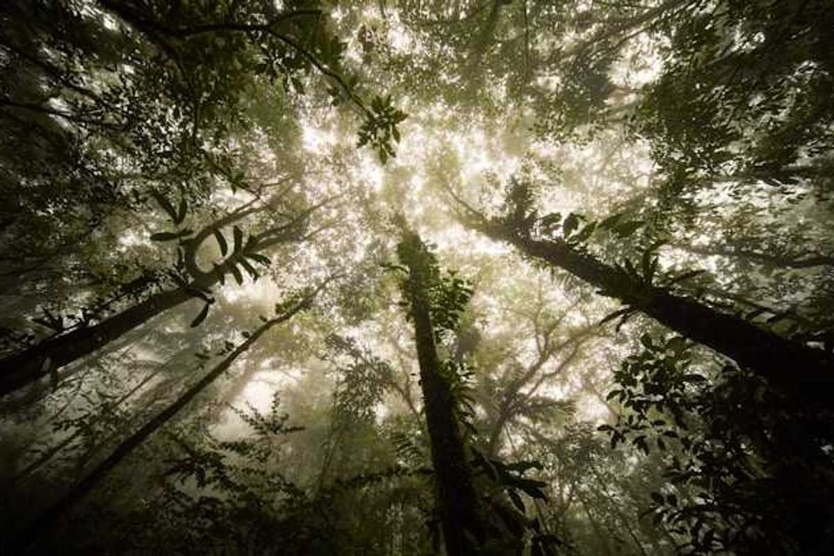 A view of a forest looking up from beneath