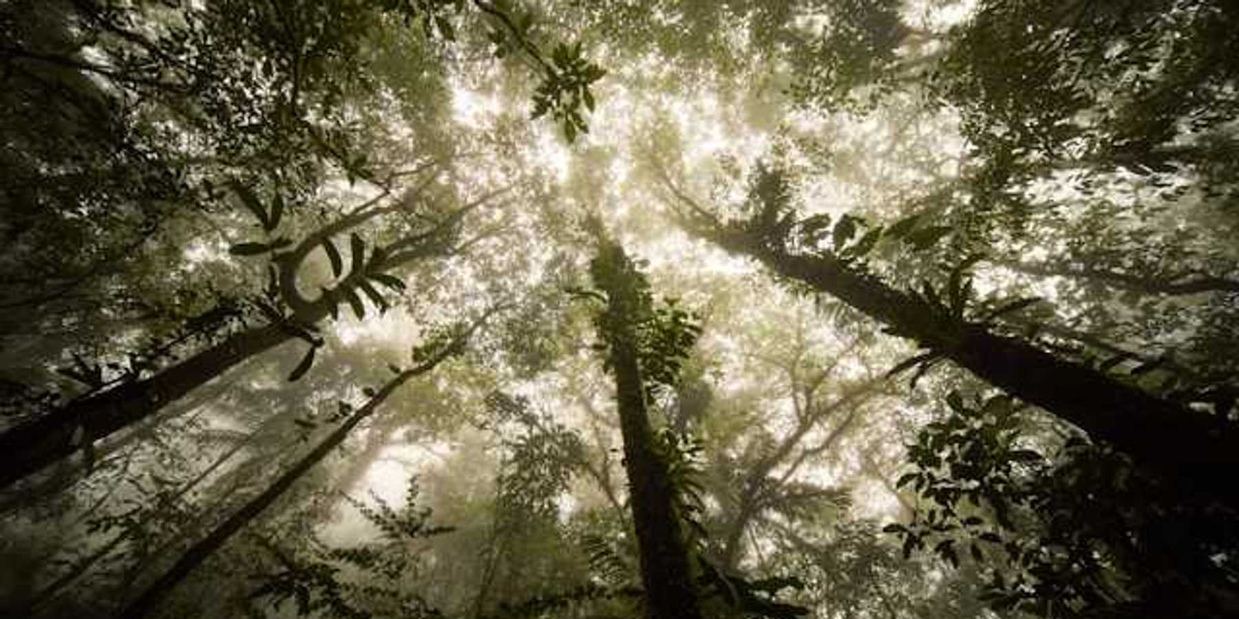 A view of a forest looking up from beneath