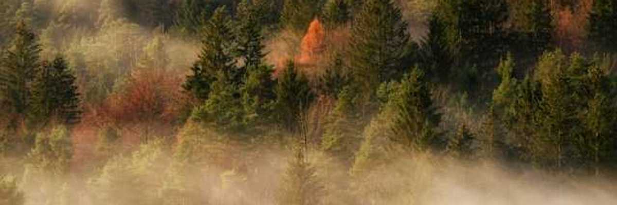 A view of a forest with mist floating between the trees