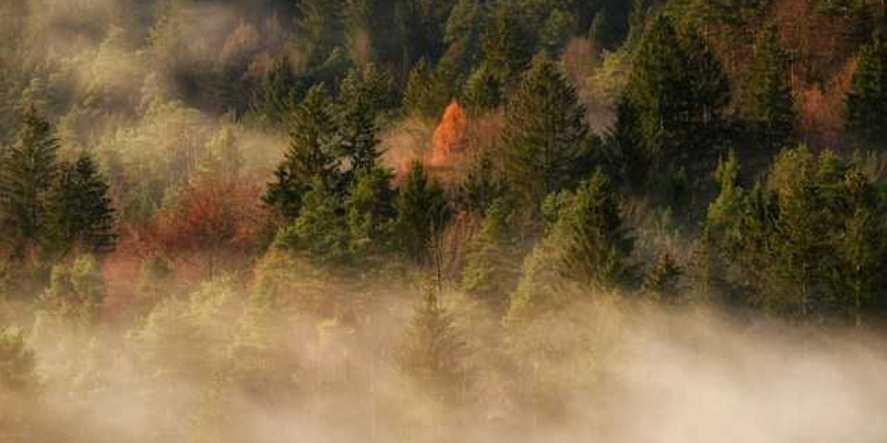 A view of a forest with mist floating between the trees