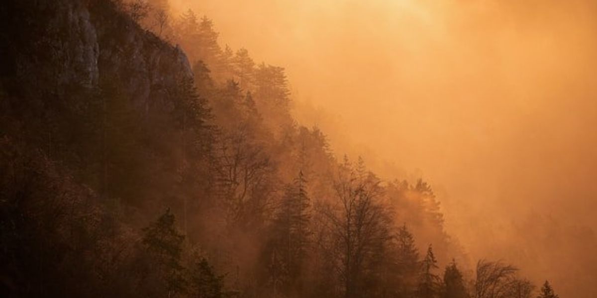 A view of a forested hillside amid wildfire smoke.