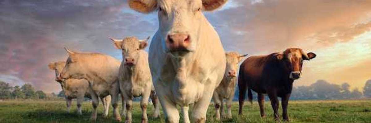 A view of a gathering of cows standing in a green field