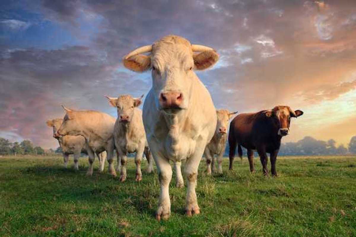 A view of a gathering of cows standing in a green field