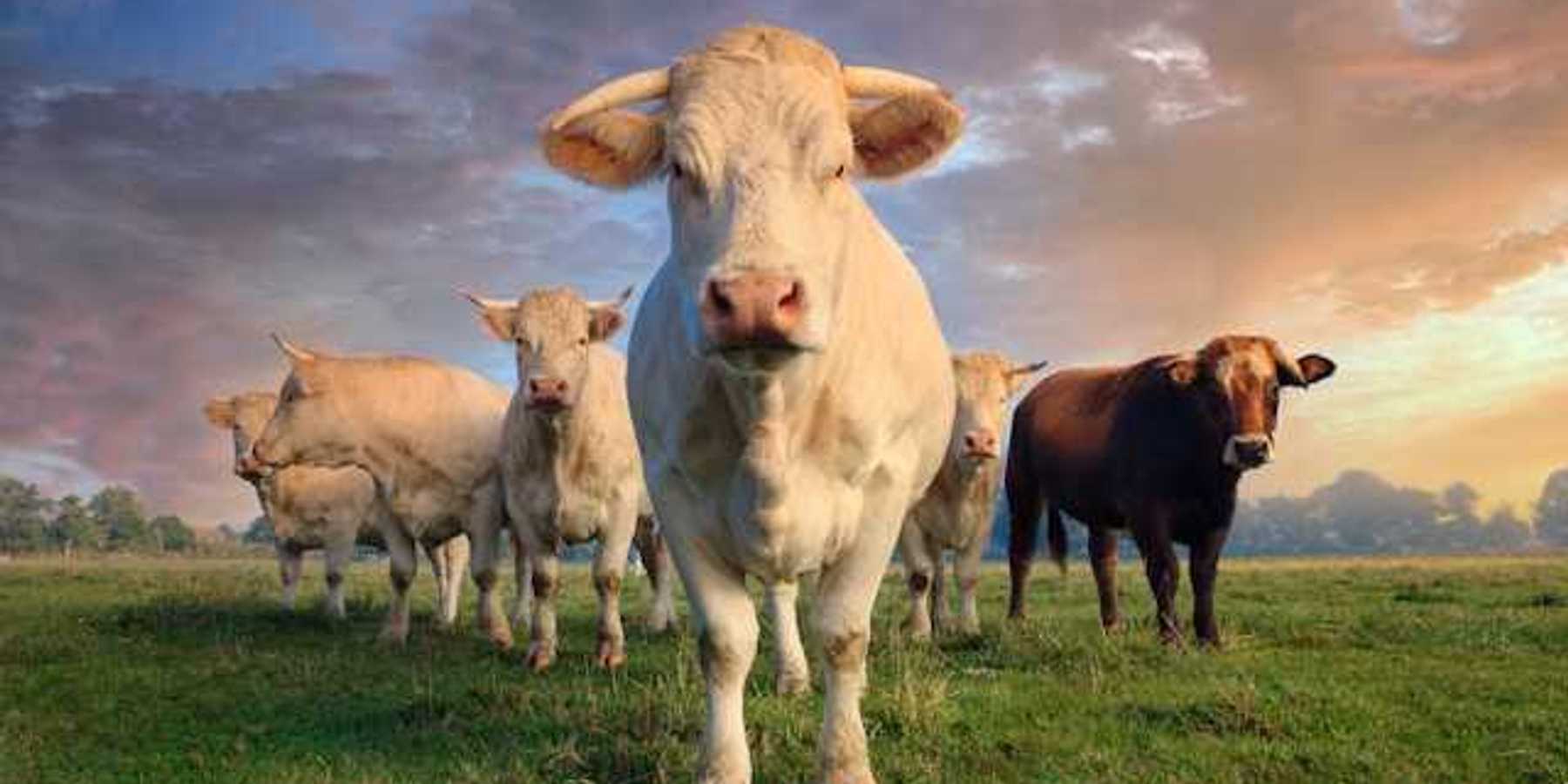 A view of a gathering of cows standing in a green field