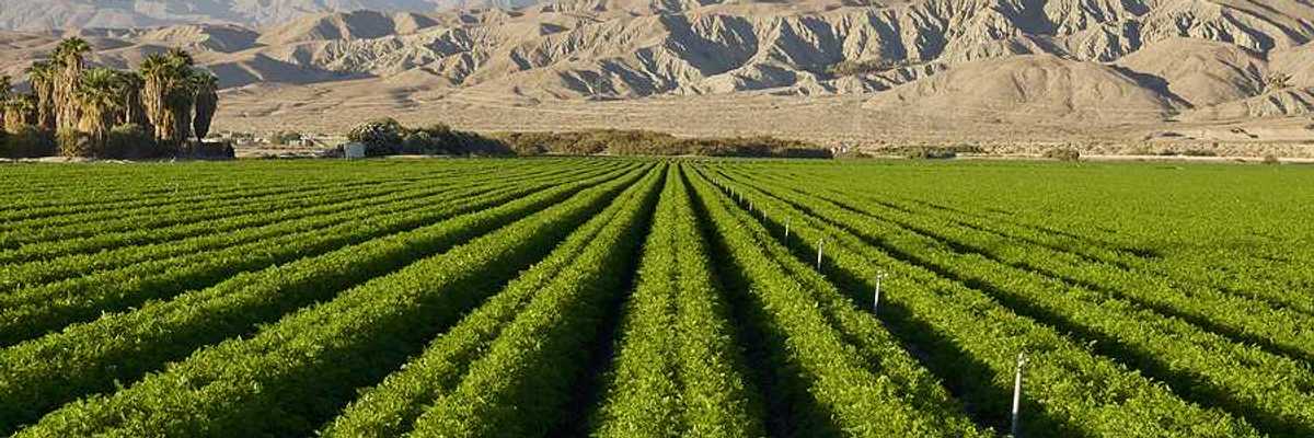 A view of a green field with desert mountains in the background