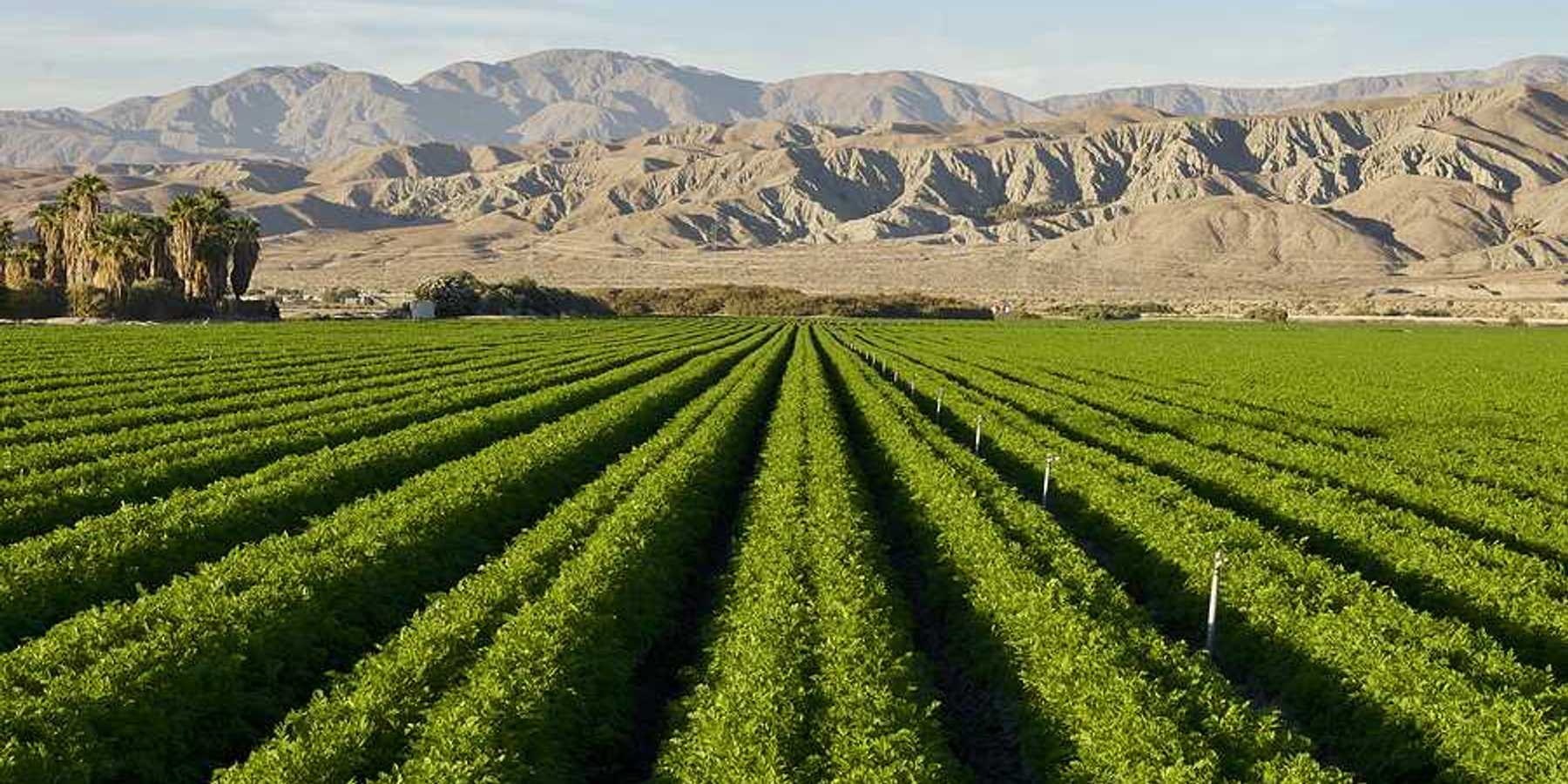 A view of a green field with desert mountains in the background