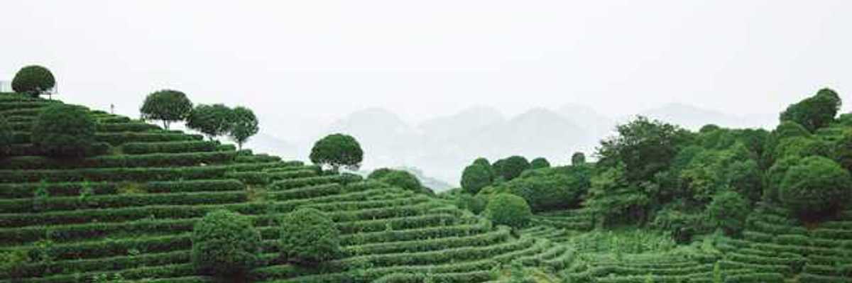 A view of a green terraced hillside