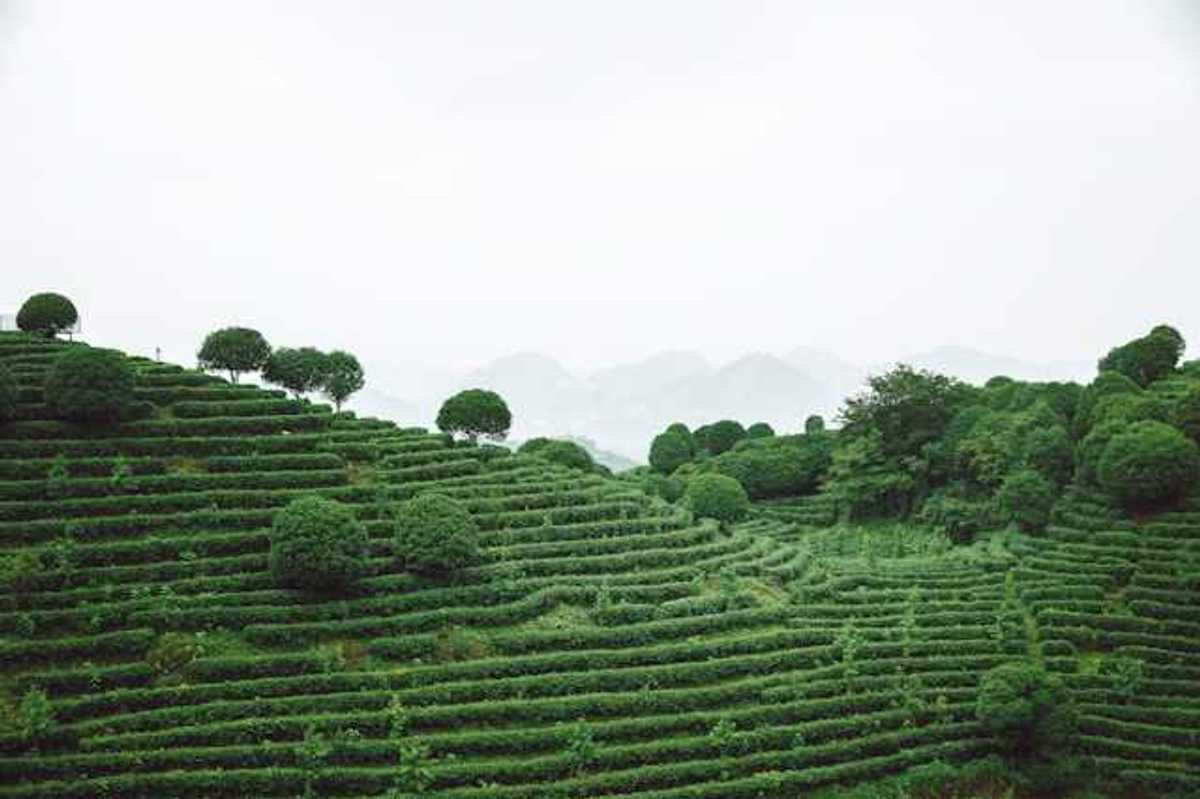 A view of a green terraced hillside