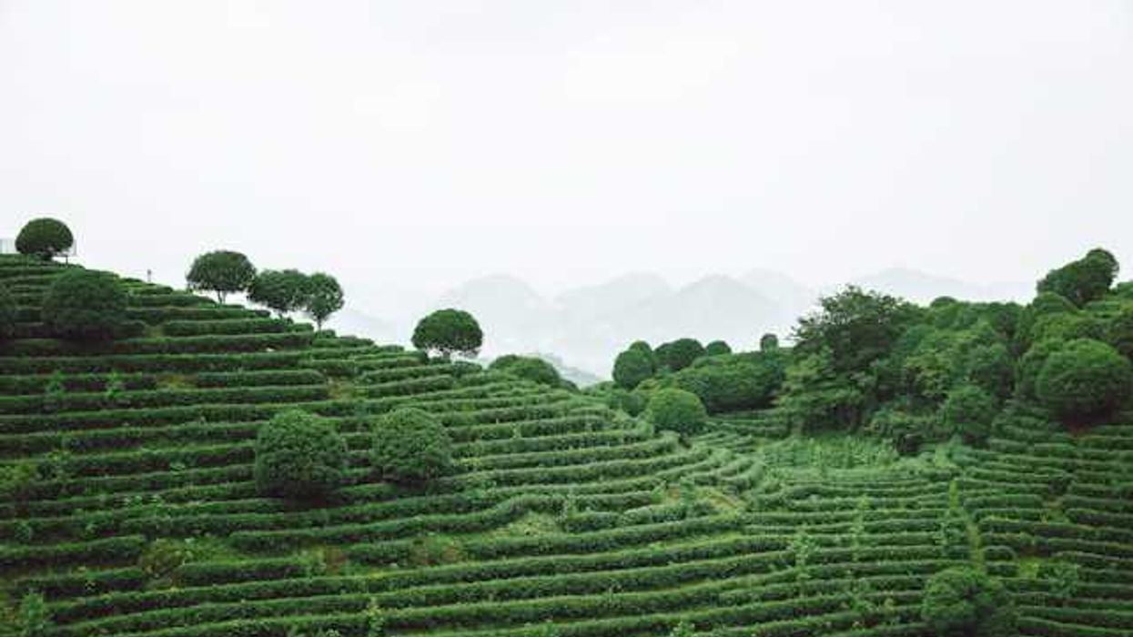 Photos: Taiwan’s tea revival blends ancient terraces with new climate adaptations