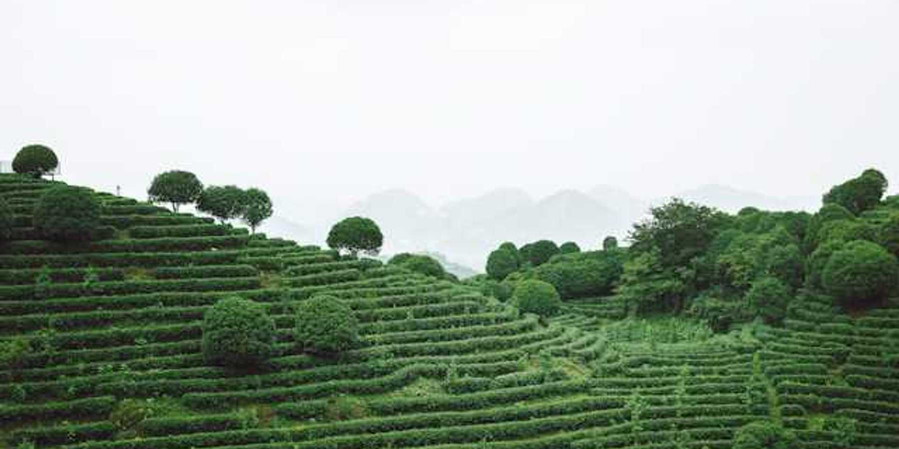 A view of a green terraced hillside
