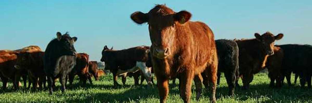 A view of a group of cows in a green pasture