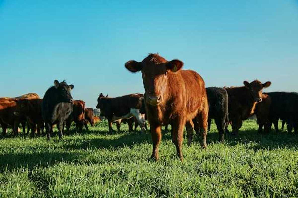 A view of a group of cows in a green pasture