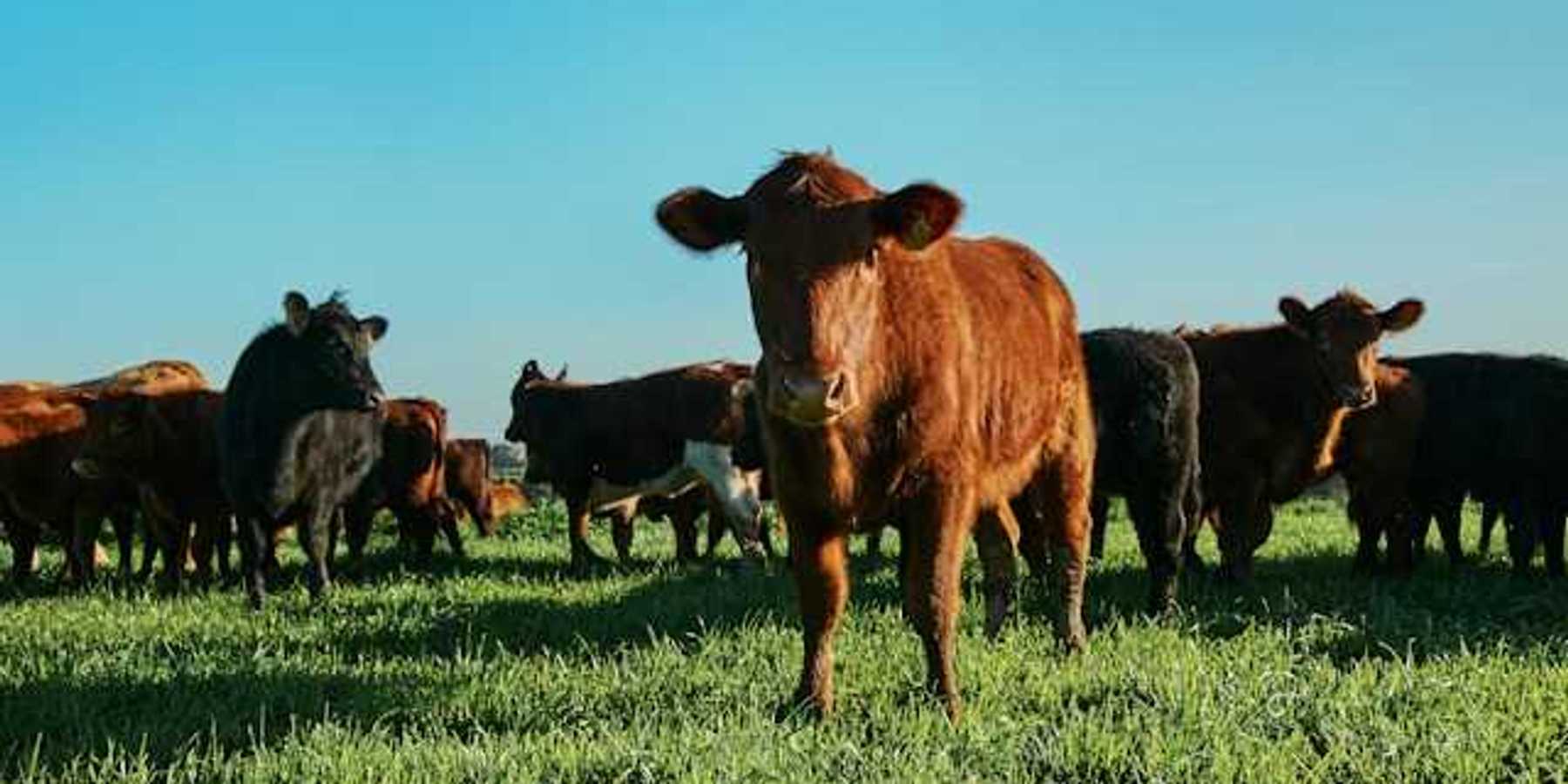 A view of a group of cows in a green pasture