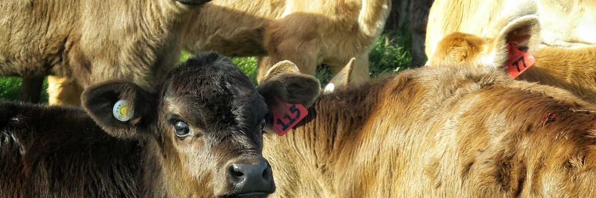 A view of a group of cows