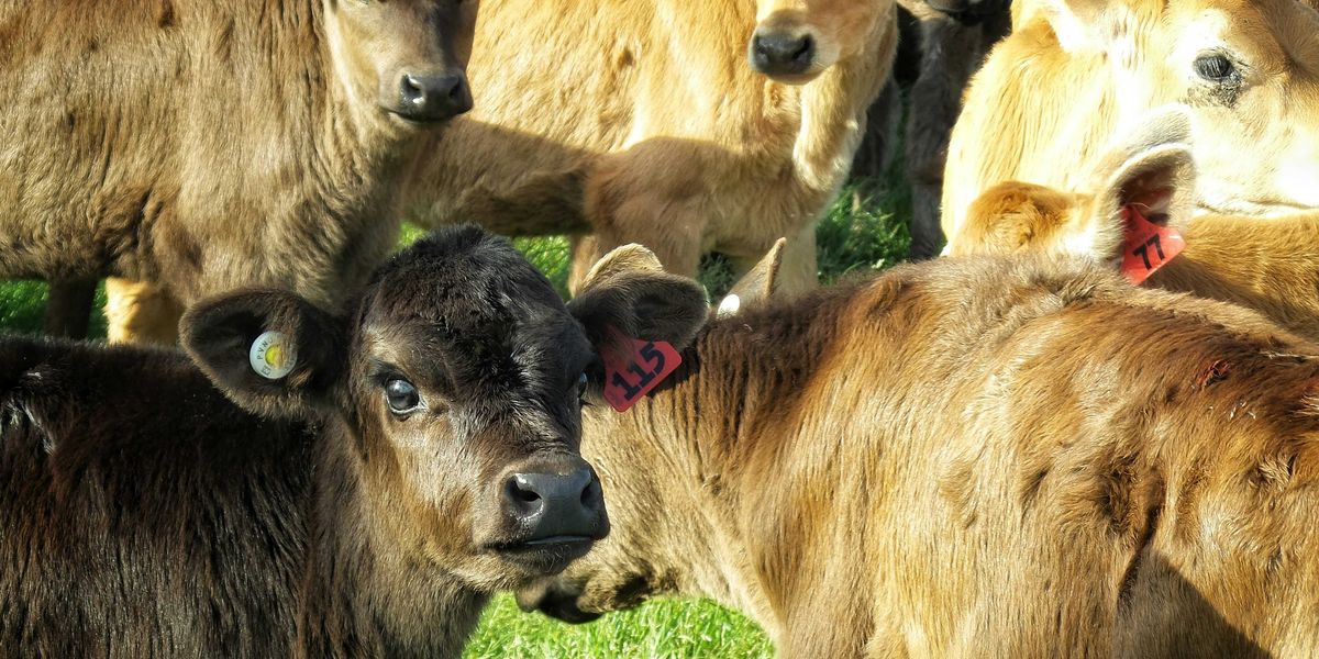 A view of a group of cows