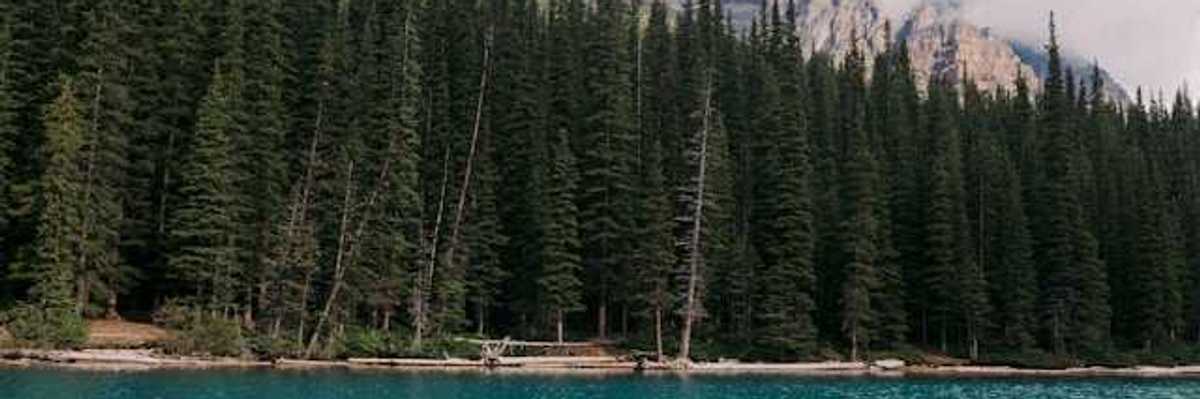 A view of a lake with tall trees and mountains in the background