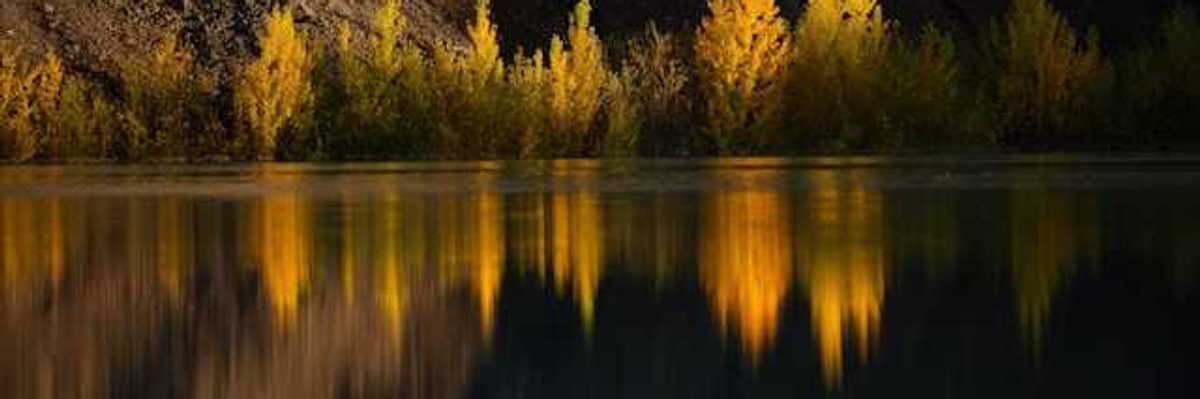 A view of a lake with trees at the water line