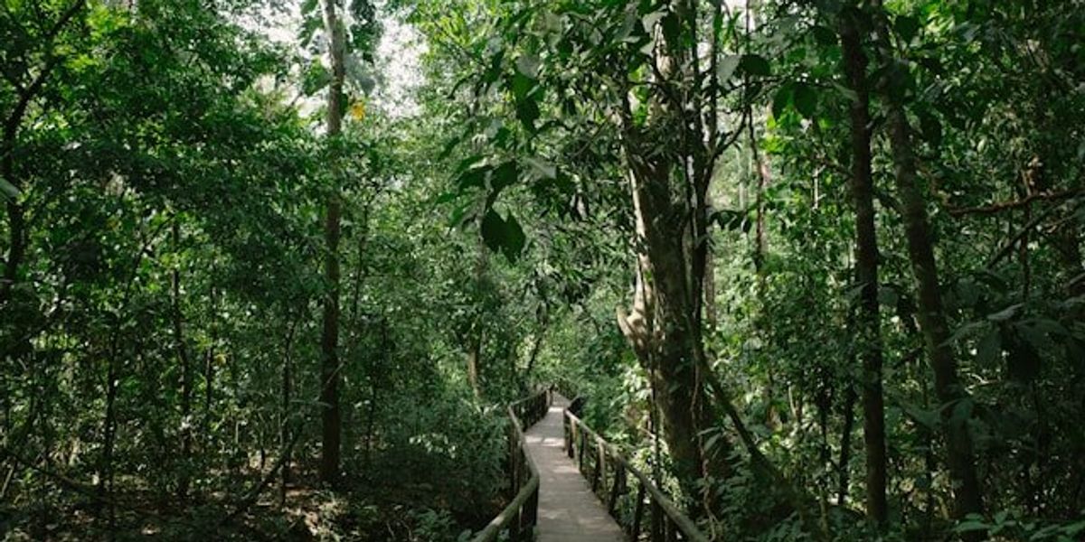 A view of a path through a tropical forest.