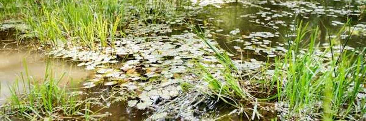 A view of a pond with many leaves floating on the surface