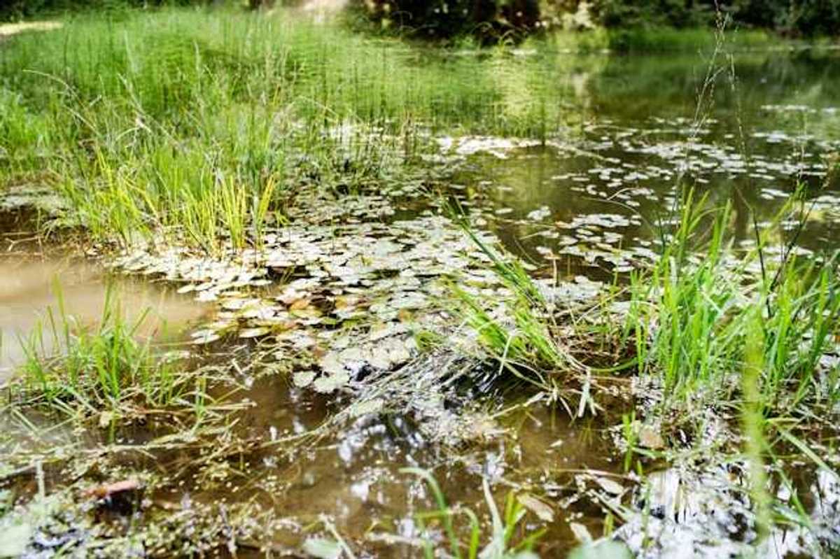 A view of a pond with many leaves floating on the surface