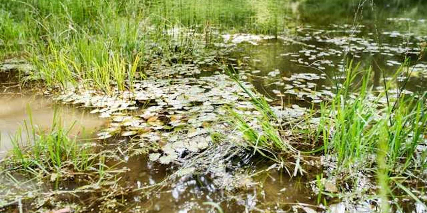 A view of a pond with many leaves floating on the surface