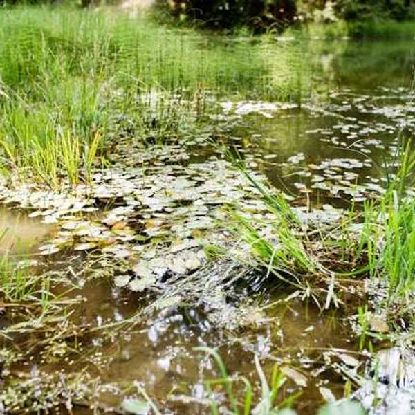 A view of a pond with many leaves floating on the surface