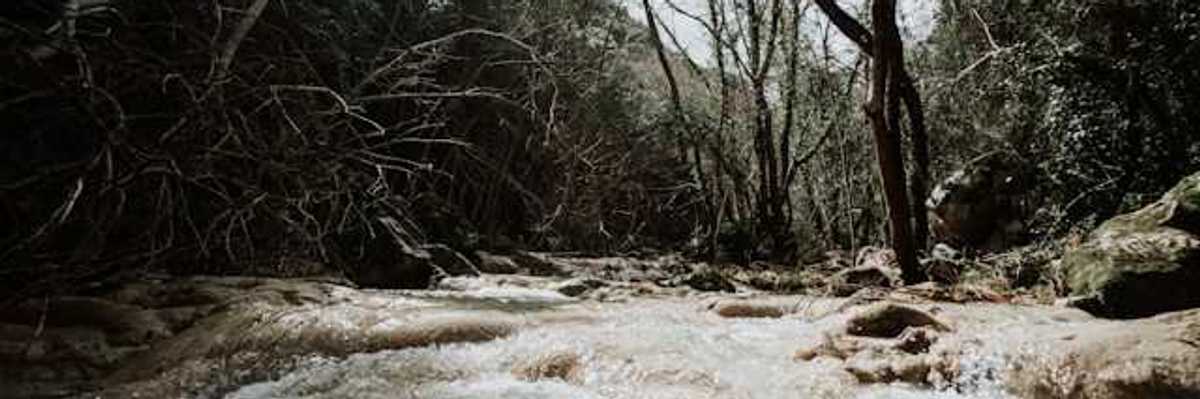 A view of a raging creek with trees on the banks