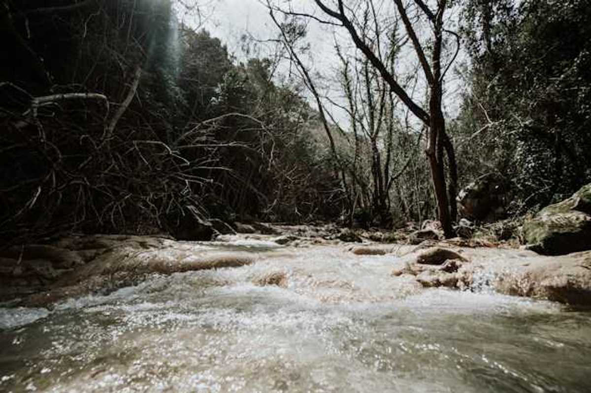 A view of a raging creek with trees on the banks
