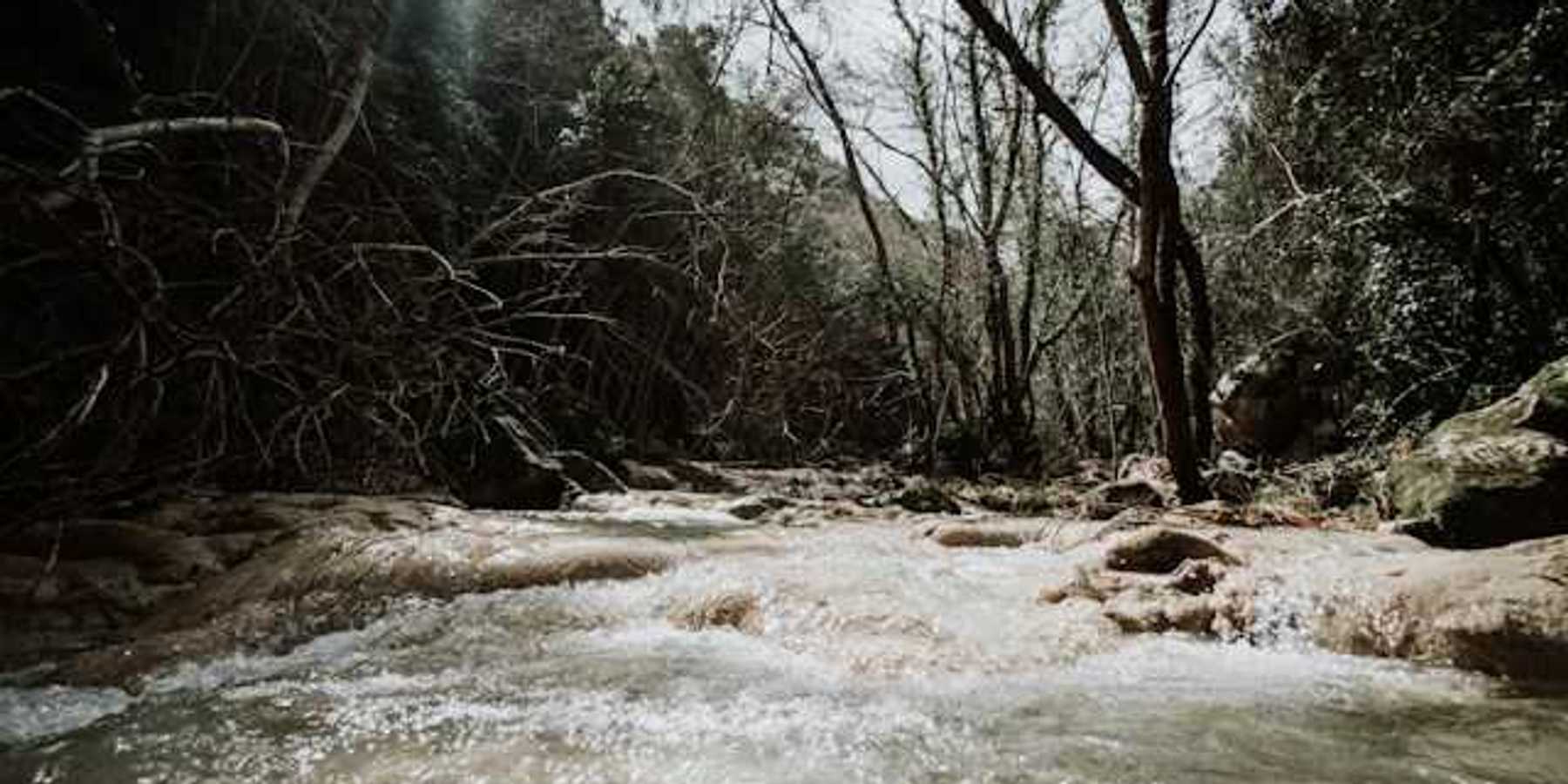 A view of a raging creek with trees on the banks