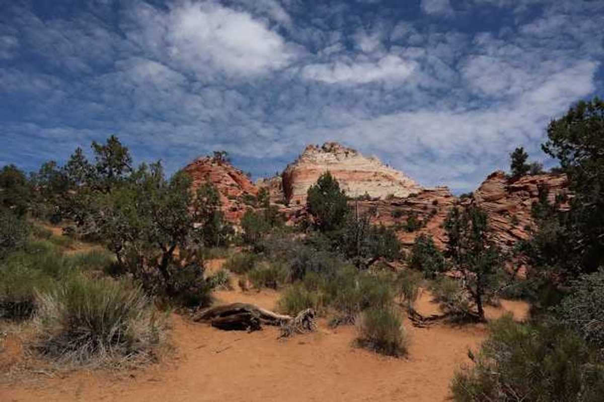 A view of a red and tan mountain with brush and trees in the foreground