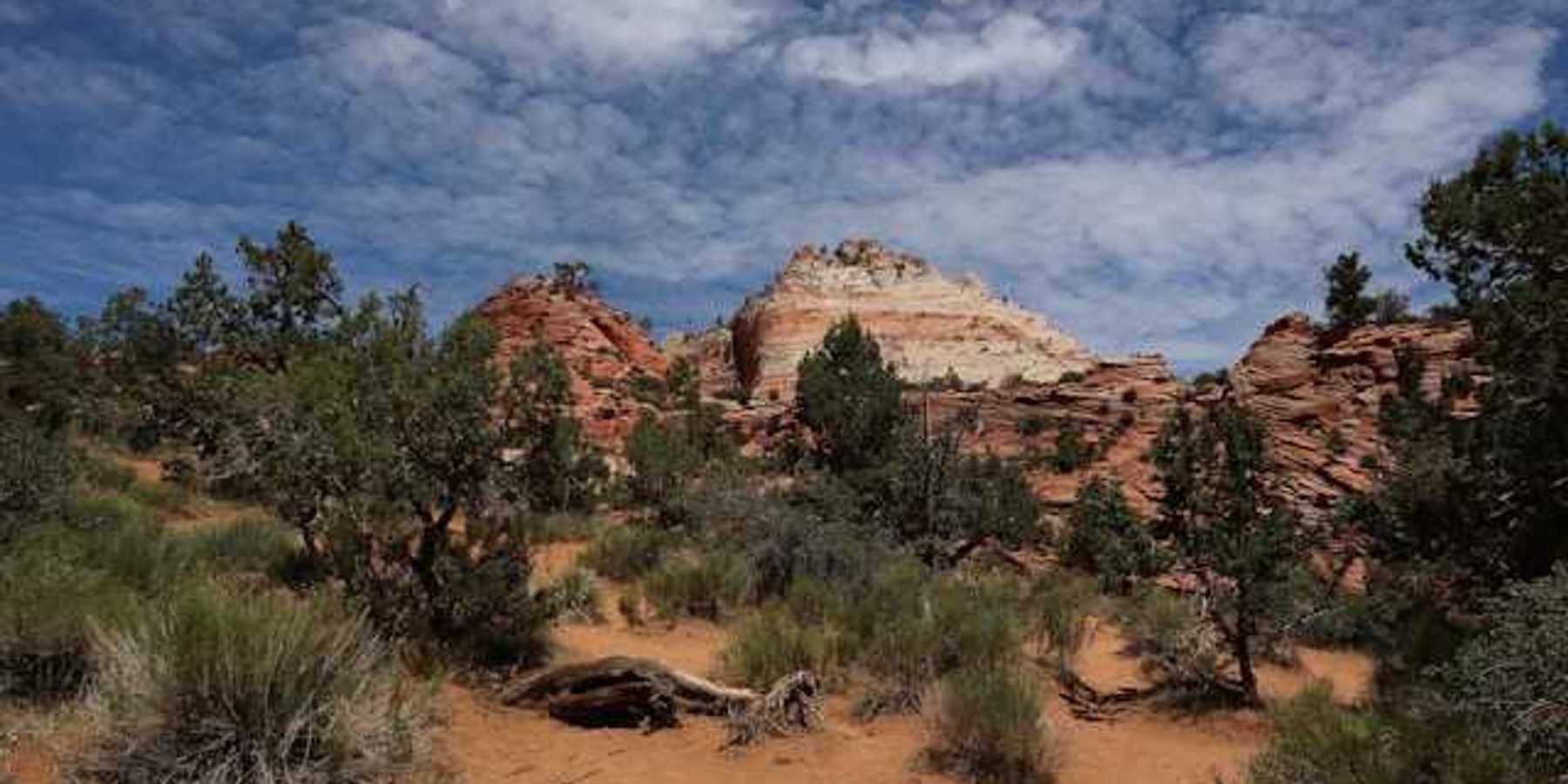A view of a red and tan mountain with brush and trees in the foreground