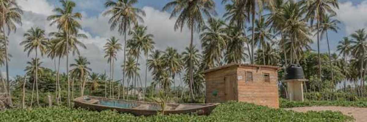A view of a tropical beach covered in green ground cover with a dog walking through it
