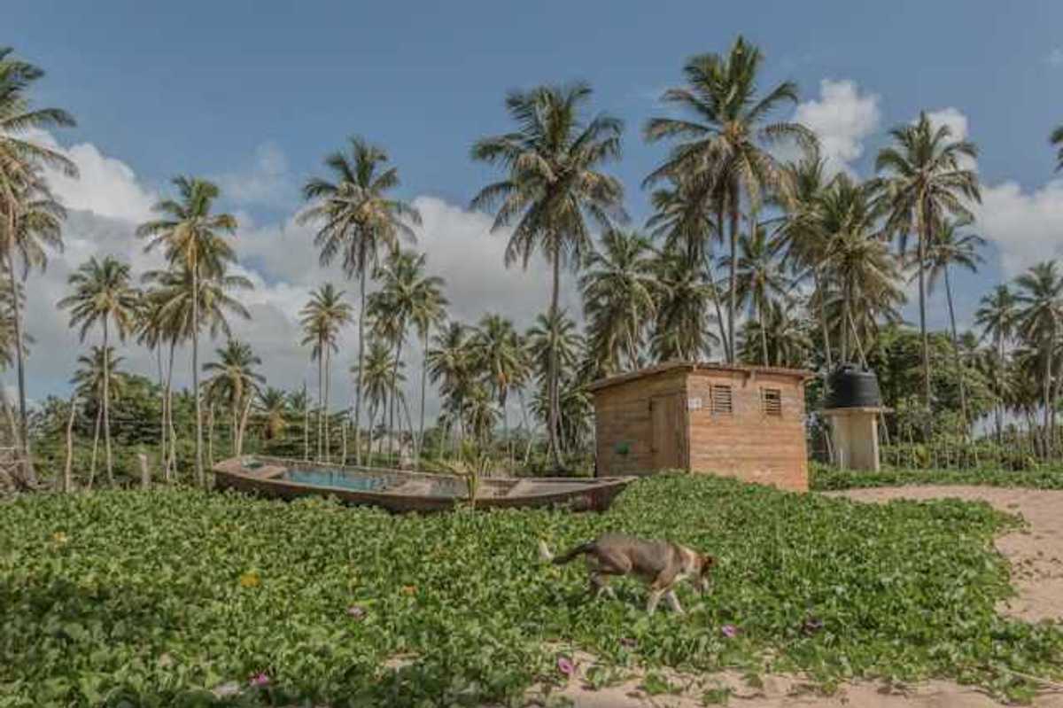 A view of a tropical beach covered in green ground cover with a dog walking through it