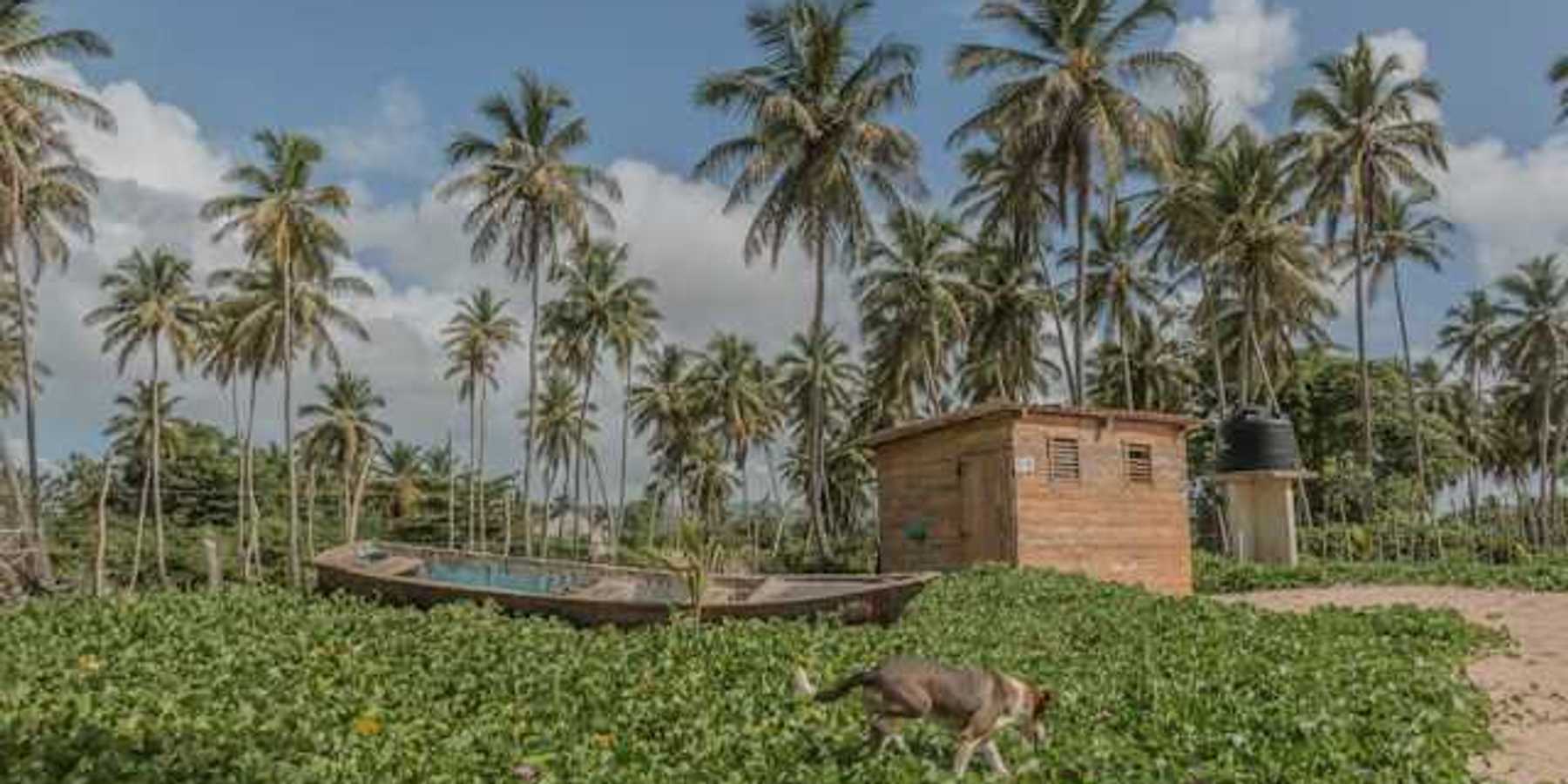 A view of a tropical beach covered in green ground cover with a dog walking through it