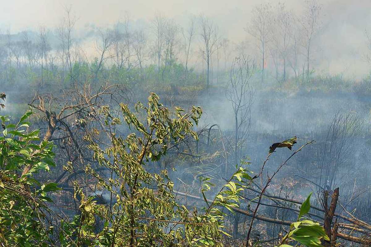 A view of a tropical field that is burning