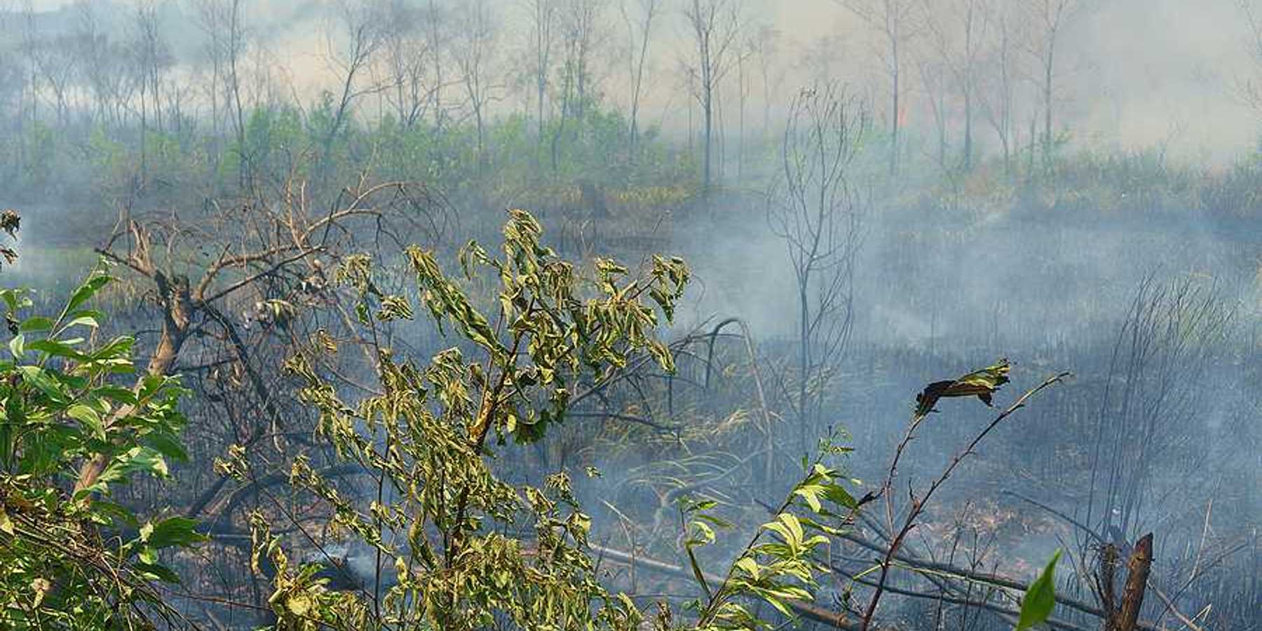 A view of a tropical field that is burning