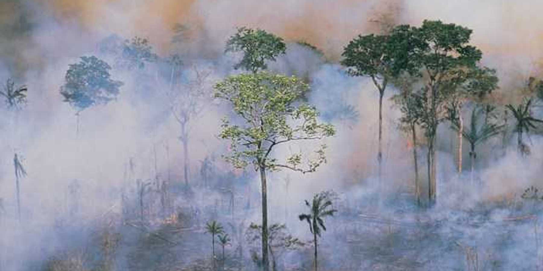 A view of Amazon forest with forest fire smoke floating between the trees