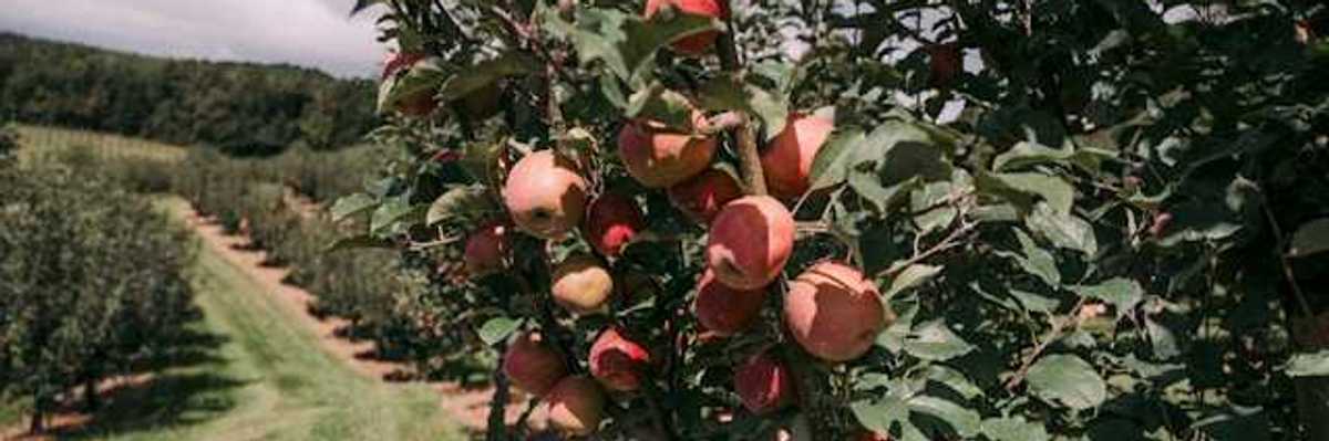 A view of an apple orchard with a closeup of apples on a tree
