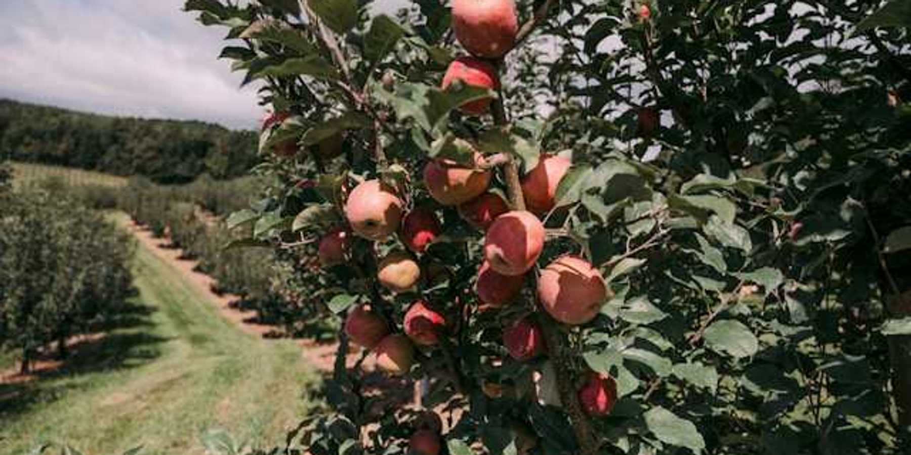 A view of an apple orchard with a closeup of apples on a tree