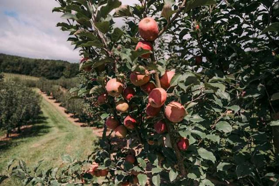 In these orchards, fruit has all but disappeared this year